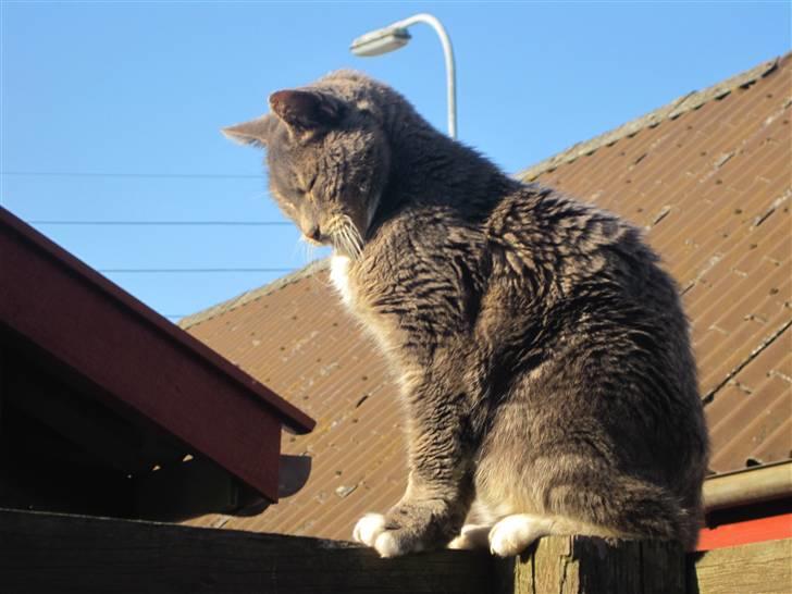 Blanding af racer Belze bub R.I.P -  hvad laver du? billede 9