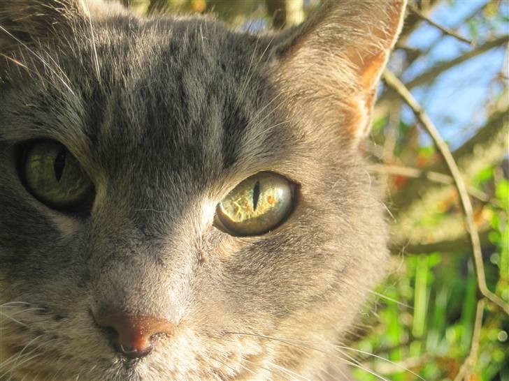 Blanding af racer Belze bub R.I.P billede 10