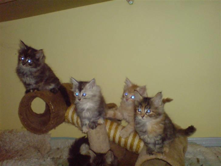 Maine Coon Luna :D (tidl. kat) billede 6