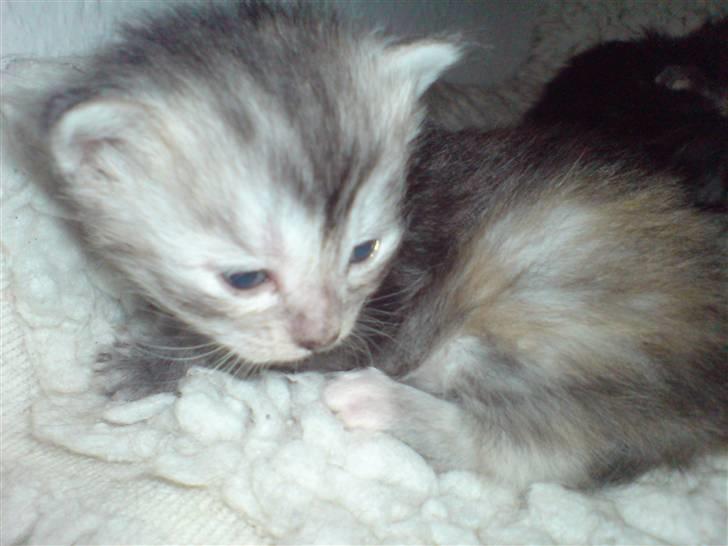 Maine Coon Luna :D (tidl. kat) billede 7