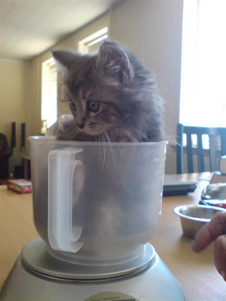 Maine Coon Luna :D (tidl. kat) billede 8