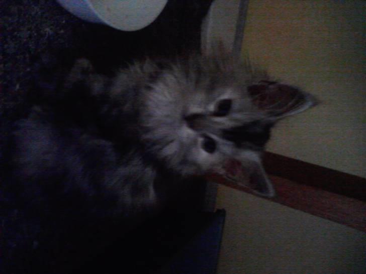 Maine Coon Luna :D (tidl. kat) billede 9