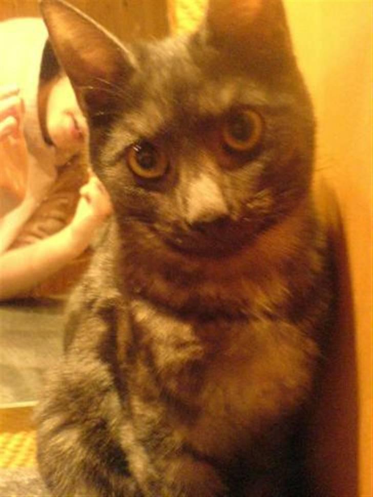 Huskat Tiger billede 1