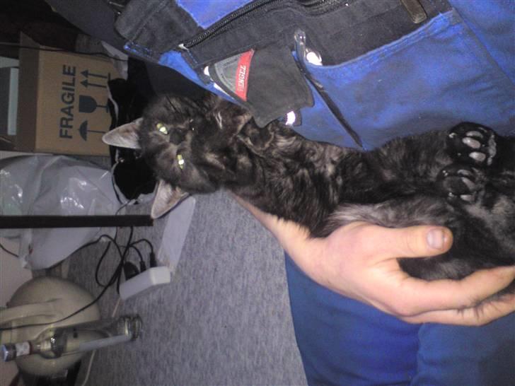 Huskat Tiger billede 2