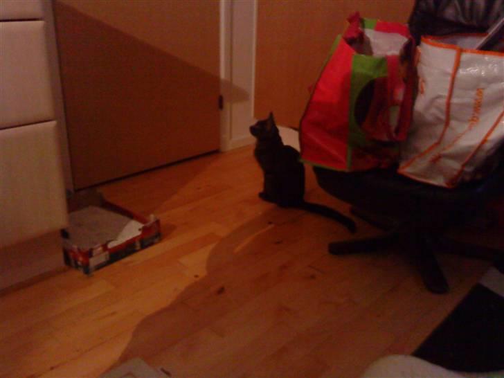 Huskat Tiger billede 3