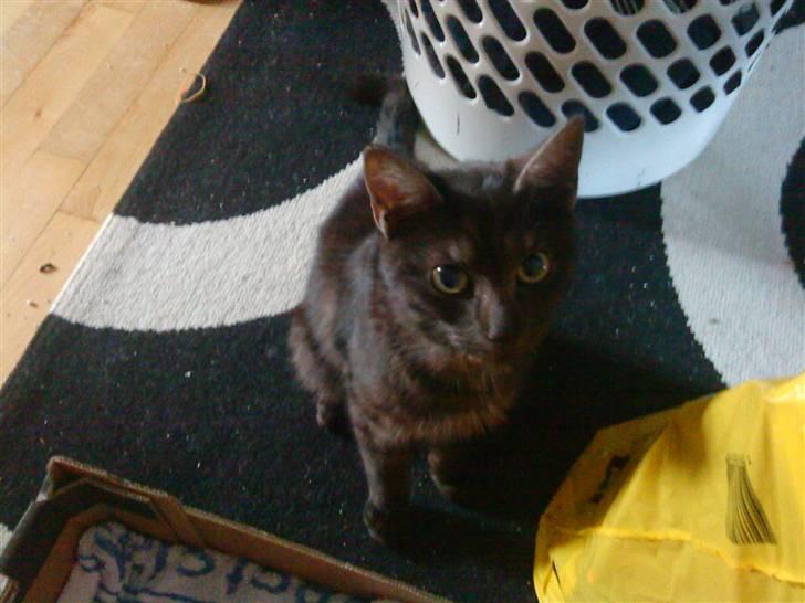 Huskat Tiger billede 4