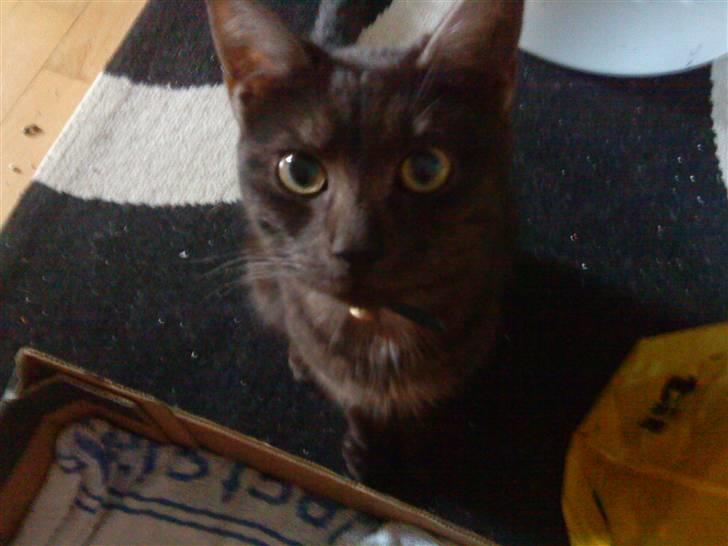 Huskat Tiger billede 5