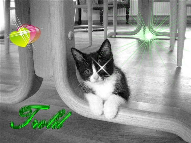 Blanding af racer Trold  billede 1