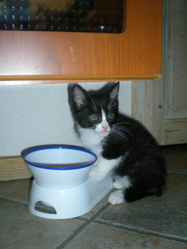 Blanding af racer Trold  billede 2