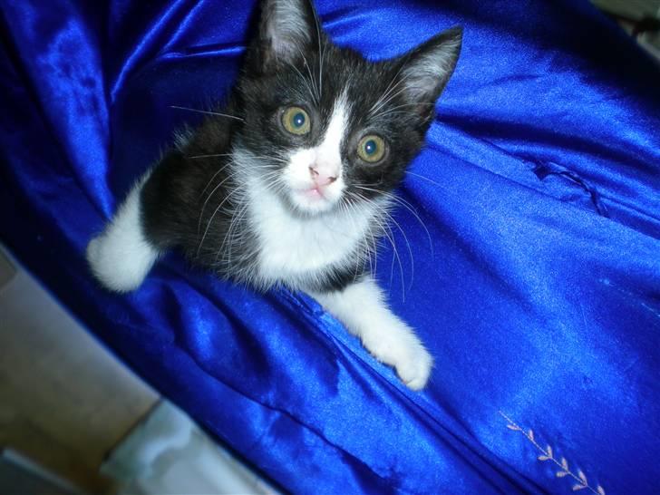 Blanding af racer Trold  billede 3