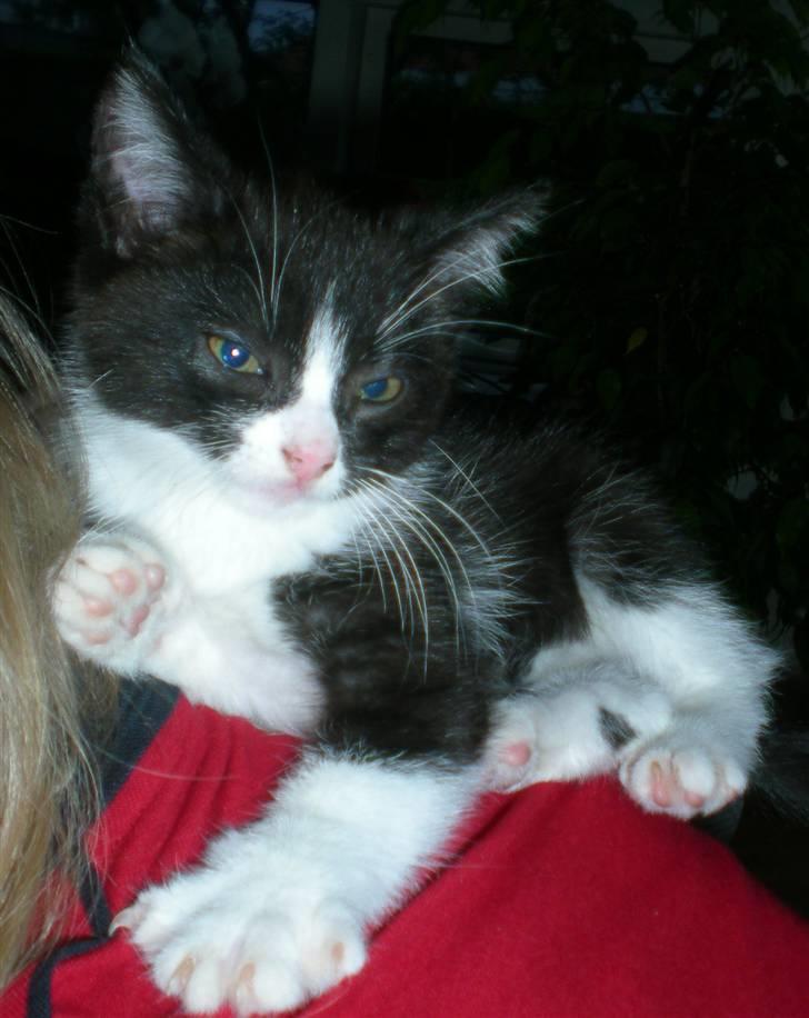 Blanding af racer Trold  - haha:D trold sidder på min søsters ryg billede 4