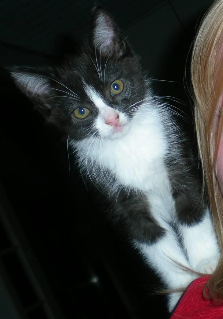 Blanding af racer Trold  billede 5