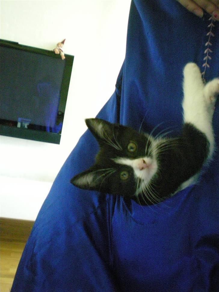 Blanding af racer Trold  - hehe:D min søster har proppet den i hendes lomme billede 6