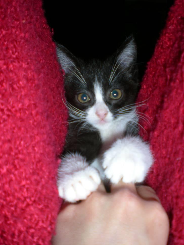 Blanding af racer Trold  billede 8