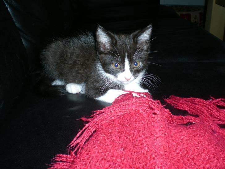 Blanding af racer Trold  billede 9