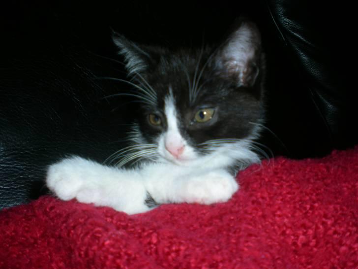 Blanding af racer Trold  - hehe:D den er ved at falde i søvn:D billede 10