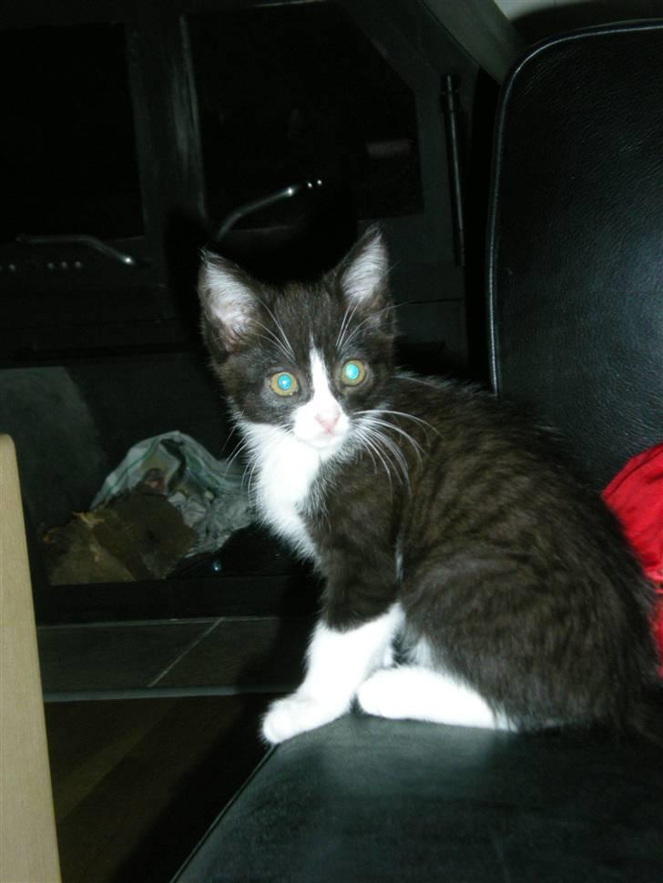 Blanding af racer Trold  billede 11