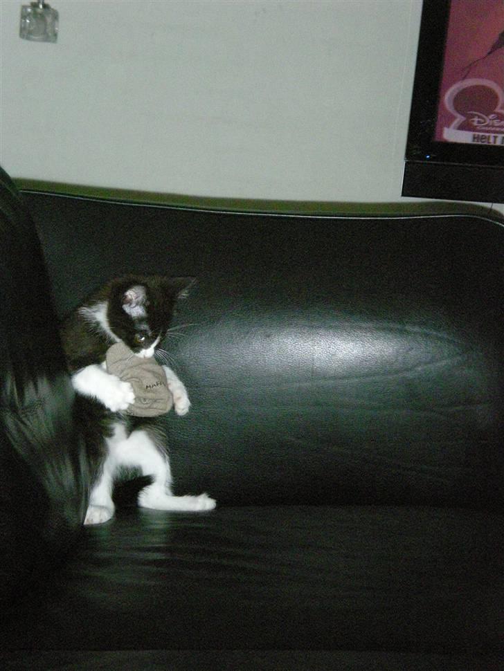 Blanding af racer Trold  - haha:D den leger med min sok billede 12