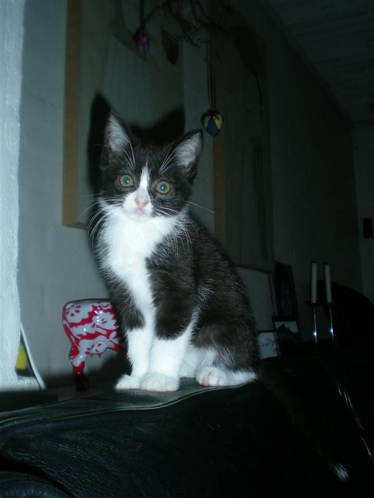 Blanding af racer Trold  billede 13