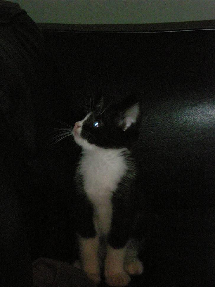 Blanding af racer Trold  billede 14