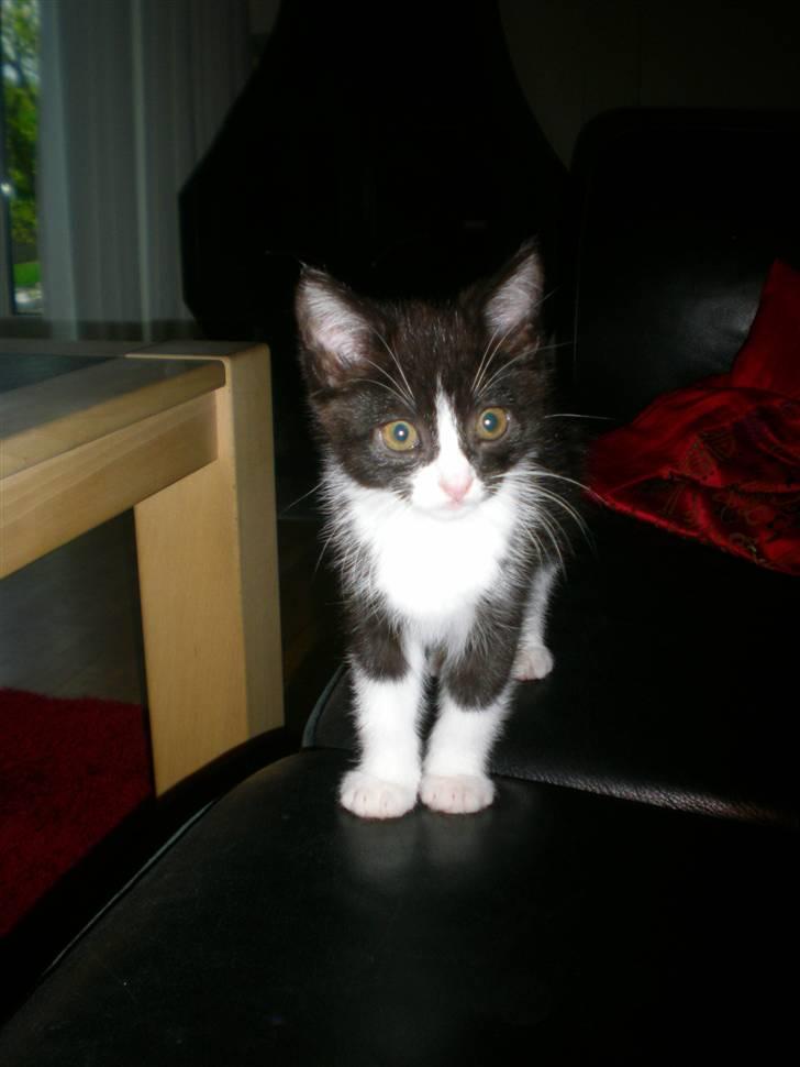 Blanding af racer Trold  billede 15