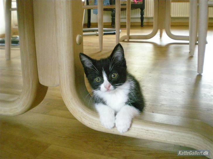 Blanding af racer Trold  billede 16