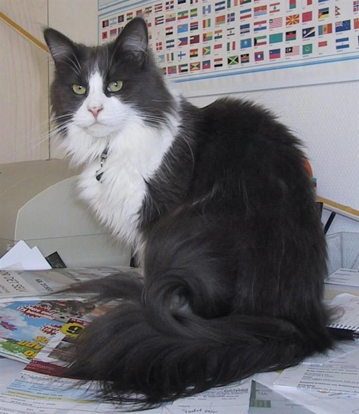 Maine Coon Cirkeline billede 1