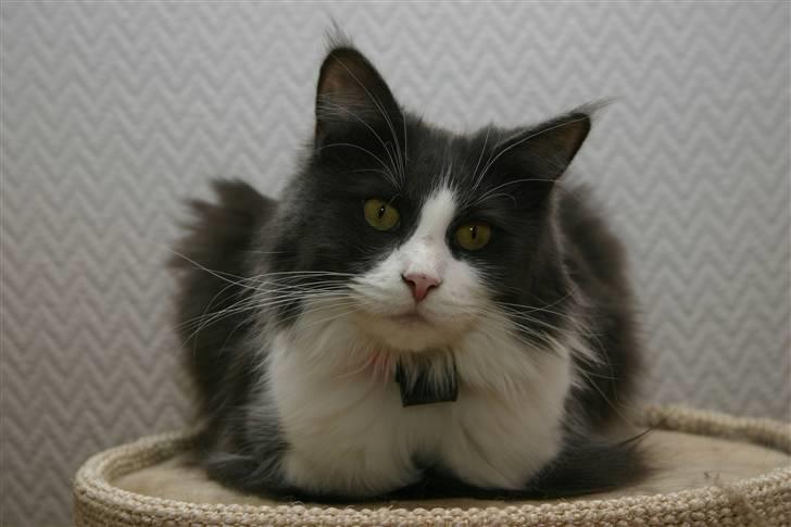 Maine Coon Cirkeline billede 2