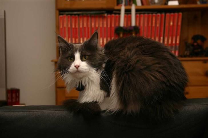 Maine Coon Cirkeline billede 3