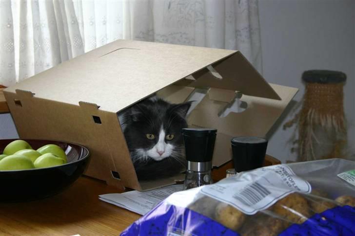 Maine Coon Cirkeline - Her finder de mig ikke billede 4