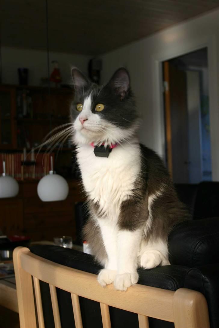 Maine Coon Cirkeline billede 5