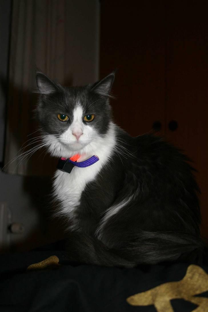 Maine Coon Cirkeline billede 6