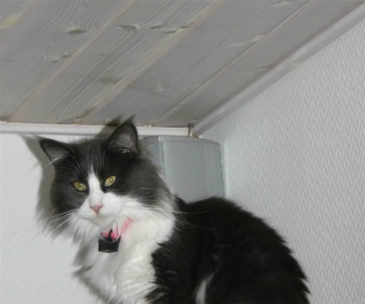 Maine Coon Cirkeline - Jeg er på toppen billede 7