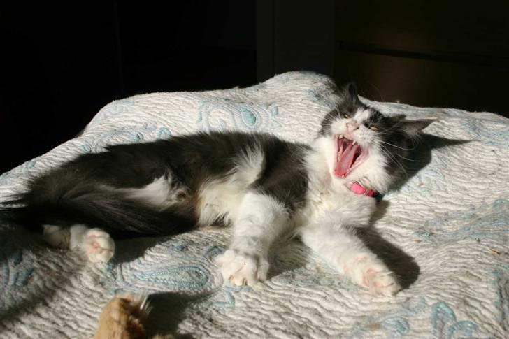 Maine Coon Cirkeline - Så stopper du billede 8