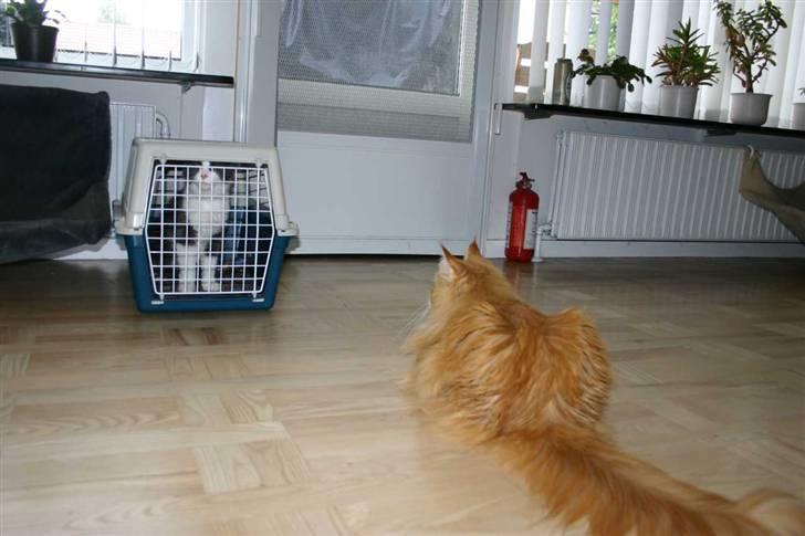 Maine Coon Cirkeline - Lige ankommet og bliver checket ud af Gambler billede 9