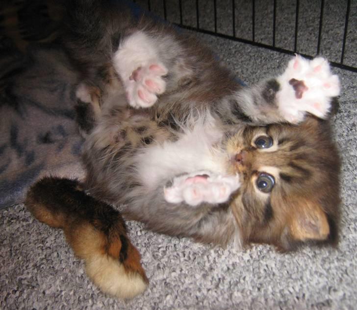 Maine Coon Bjørnholts Alessio 19/5 R.I.P - # 11. Taget den 28/6-2010 billede 11