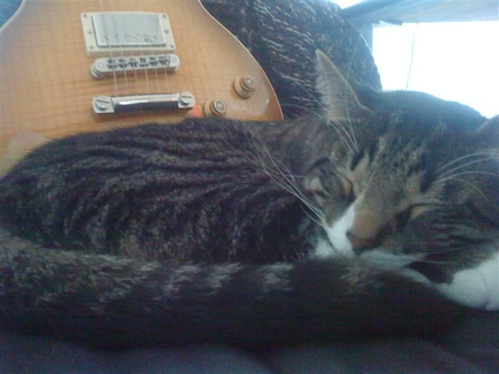 Huskat Thomas billede 11