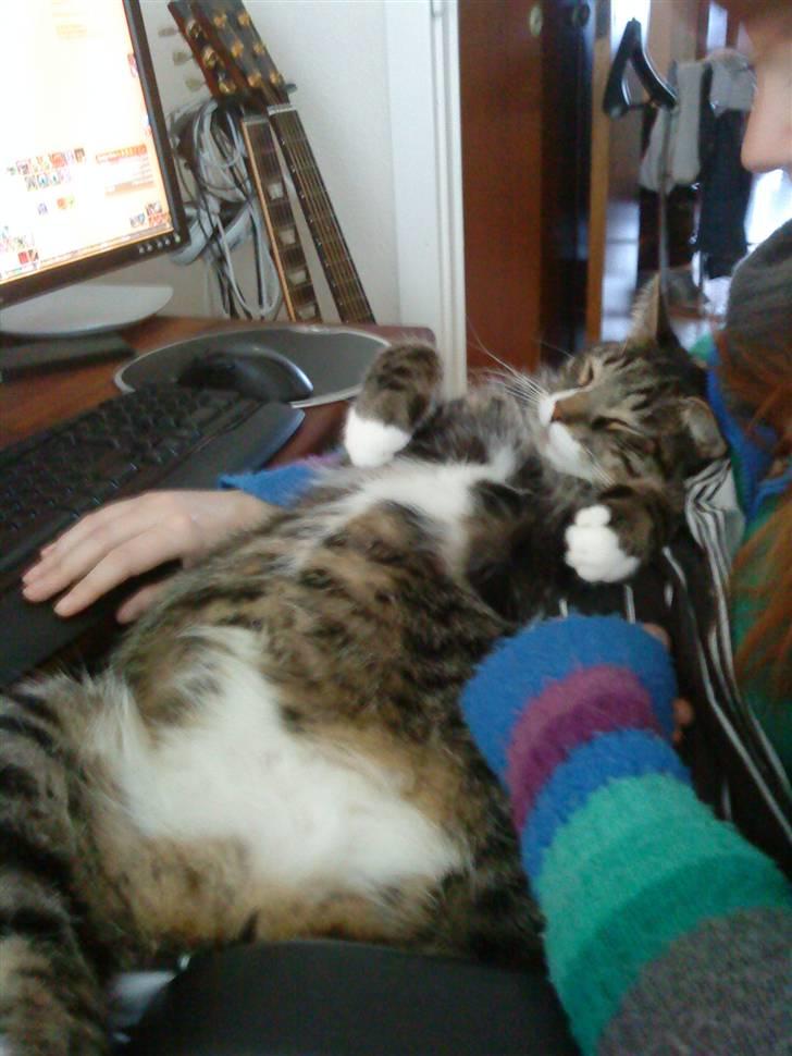 Huskat Thomas billede 12