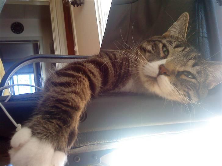 Huskat Thomas billede 13