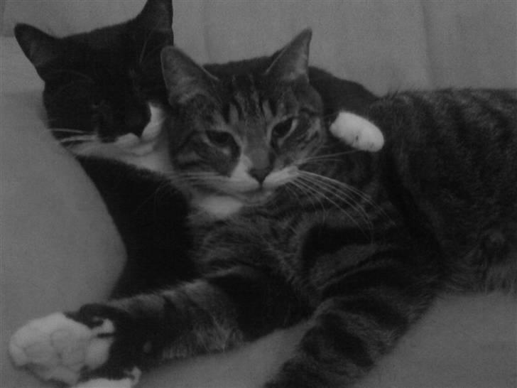 Huskat Thomas billede 14