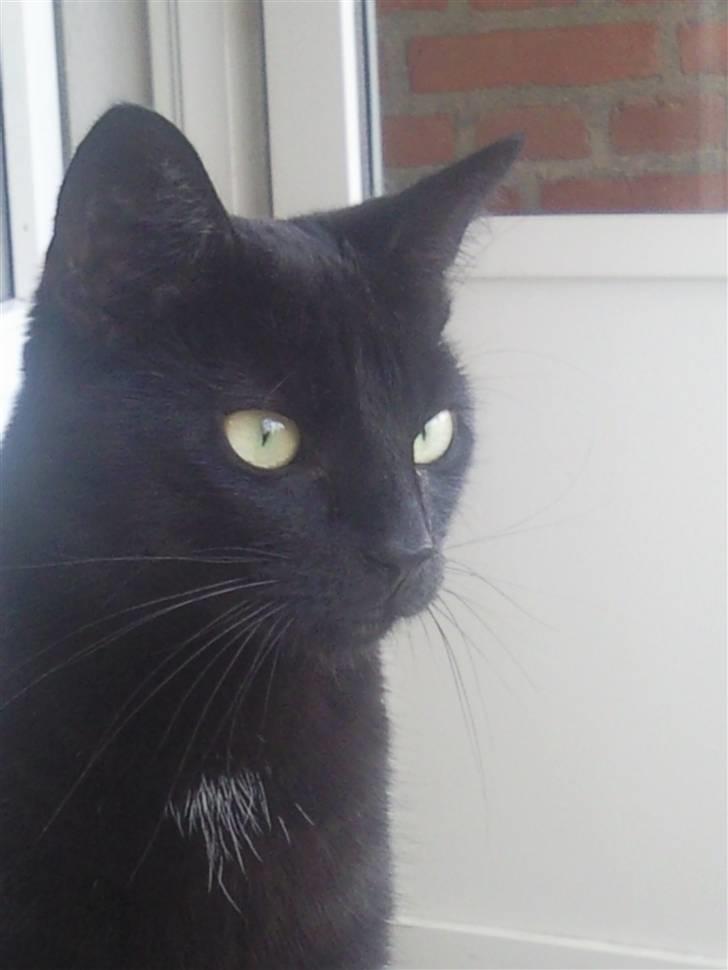 Huskat Mille - tja jeg elsker min smukke kat billede 1