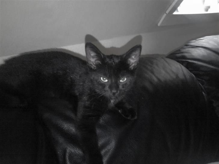 Huskat Mille - her gør jeg mig til for fotografen, jeg elsker at få taget billeder. billede 2