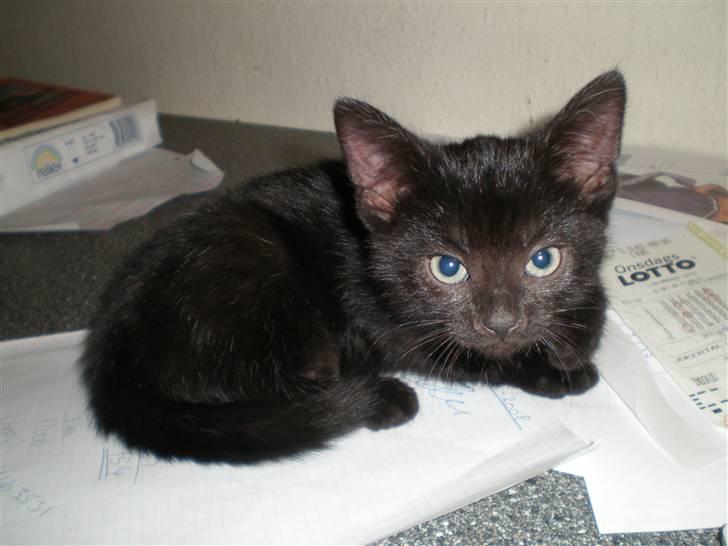 Huskat Mille - dette her er mit første hjem inden min mor og far kom og hentede mig. billede 3