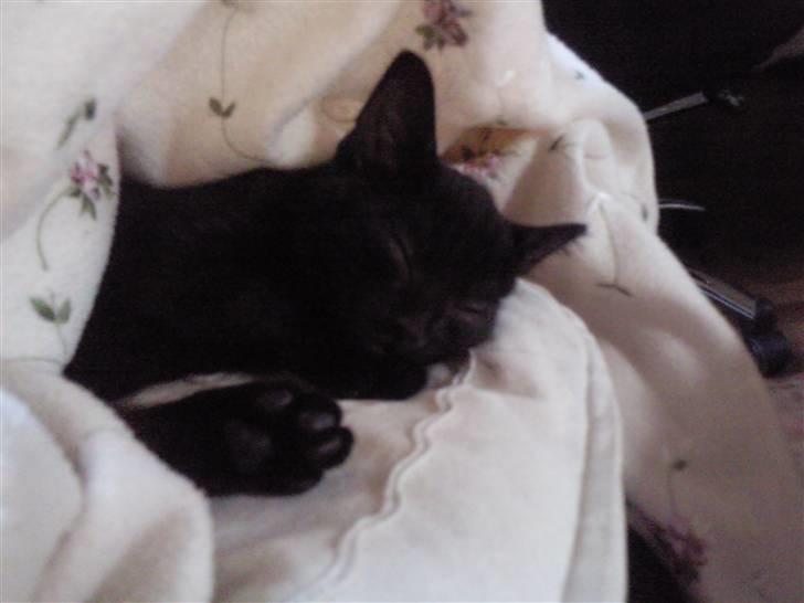 Huskat Mille - den fine prinsesse mis jeg er har jeg fået et fint tæppe med blomster på som jeg kan putte mig i. det elsker jeg rigtig meget billede 4