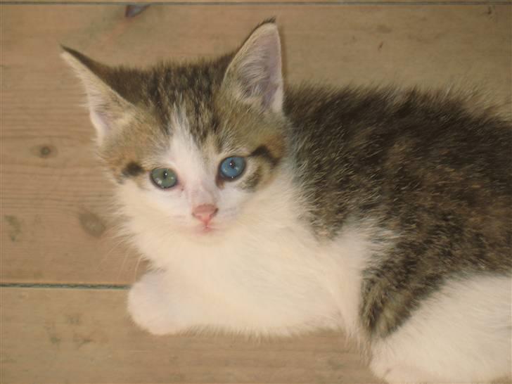 Huskat Zacho´s Leo billede 7