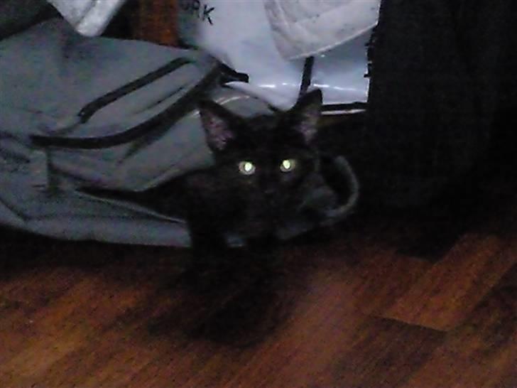 Huskat Mille - som en hver anden pige elsker jeg også tasker og sover gerne i dem. billede 5