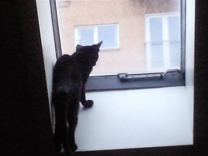 Huskat Mille - jeg elsker at kikke ud af vinduer også selv om vinduskarmen er skrå. billede 6