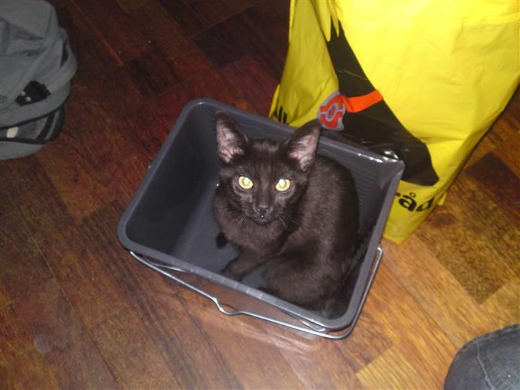 Huskat Mille - her hjælper jeg min mor med at flytte og male vores gamle lejlighed. vi er flyttet et sted hend me 2 altaner og masser af plads til at lege på. billede 7