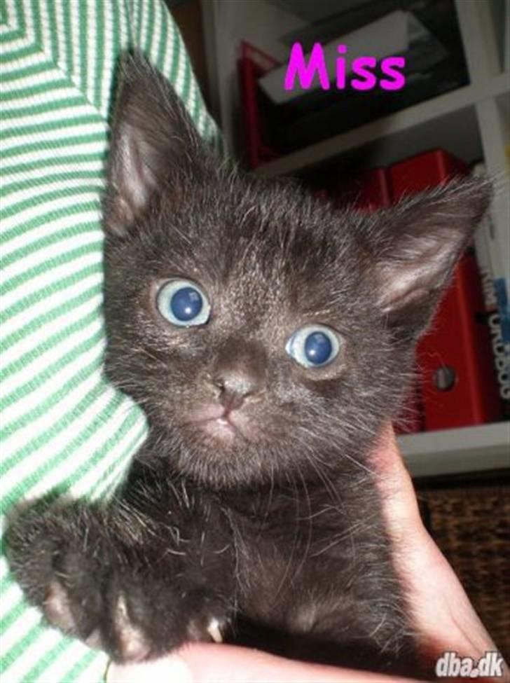 Huskat Mille - her er verden stadig meget ny :P men jeg er i sikre hænder hos min pleje mor. billede 8