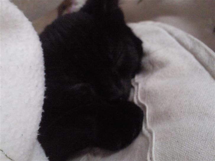 Huskat Mille - her får jeg mig lige en velfortjent lur på fars stol :P billede 9